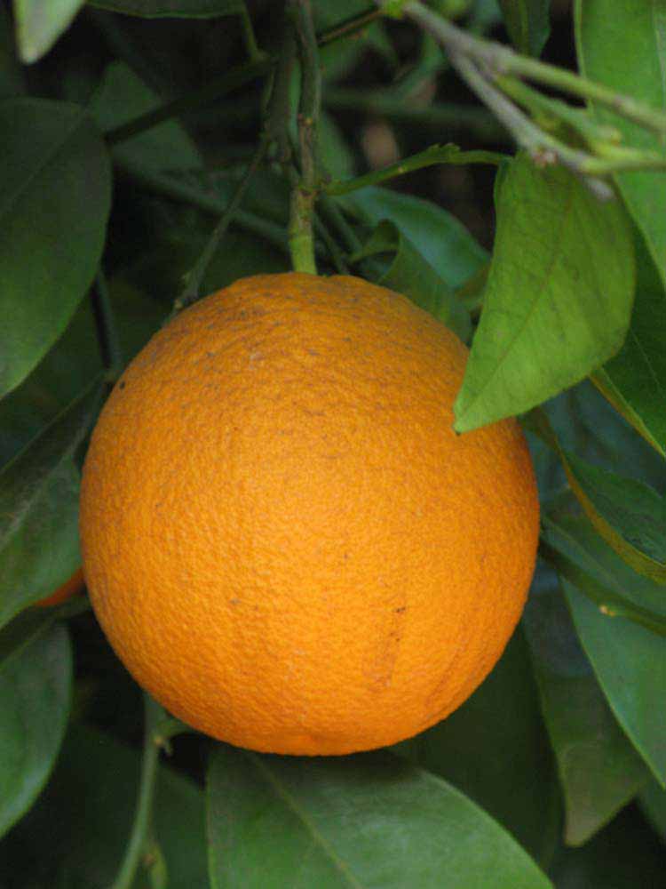            Fruit (Riverside, CA)   